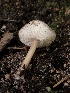  ( - HAY-F-006114)  @11 [ ] by-nc (2023) Dean Lyons Fungal Diversity Survey