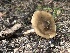  ( - HAY-F-006114)  @11 [ ] by-nc (2023) Dean Lyons Fungal Diversity Survey