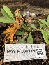  ( - HAY-F-006119)  @11 [ ] by-nc (2023) Dean Lyons Fungal Diversity Survey
