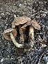  ( - HAY-F-006067)  @11 [ ] by-nc (2023) Dean Lyons Fungal Diversity Survey