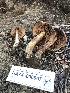  ( - HAY-F-006067)  @11 [ ] by-nc (2023) Dean Lyons Fungal Diversity Survey