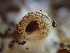  ( - HAY-F-006012)  @11 [ ] by-nc (2023) Dean Lyons Fungal Diversity Survey