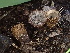  (Cyathus - HAY-F-006146)  @11 [ ] by-nc (2023) Dean Lyons Fungal Diversity Survey