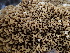  ( - HAY-F-006133)  @11 [ ] by-nc (2023) Dean Lyons Fungal Diversity Survey