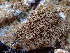  ( - HAY-F-006133)  @11 [ ] by-nc (2023) Dean Lyons Fungal Diversity Survey