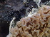  (Serpula himantioides - HAY-F-006133)  @11 [ ] by-nc (2023) Dean Lyons Fungal Diversity Survey