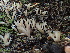  ( - HAY-F-006116)  @11 [ ] by-nc (2023) Dean Lyons Fungal Diversity Survey
