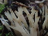 (Tremellodendropsis sp. CA01 - HAY-F-006116)  @11 [ ] by-nc (2023) Dean Lyons Fungal Diversity Survey