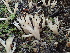  ( - HAY-F-006116)  @11 [ ] by-nc (2023) Dean Lyons Fungal Diversity Survey