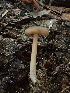  ( - HAY-F-006152)  @11 [ ] by-nc (2023) Dean Lyons Fungal Diversity Survey