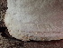  ( - HAY-F-006151)  @11 [ ] by-nc (2023) Dean Lyons Fungal Diversity Survey