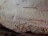  ( - HAY-F-006151)  @11 [ ] by-nc (2023) Dean Lyons Fungal Diversity Survey