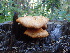  (Gymnopilus luteus - HAY-F-006031)  @11 [ ] by-nc (2023) Dean Lyons Fungal Diversity Survey