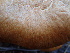  ( - HAY-F-006031)  @11 [ ] by-nc (2023) Dean Lyons Fungal Diversity Survey