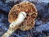  ( - HAY-F-006031)  @11 [ ] by-nc (2023) Dean Lyons Fungal Diversity Survey