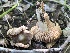 (Entoloma abbreviatipes - HAY-F-006038)  @11 [ ] by-nc (2023) Dean Lyons Fungal Diversity Survey