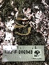  ( - HAY-F-006048)  @11 [ ] by-nc (2023) Dean Lyons Fungal Diversity Survey