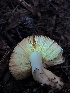  ( - HAY-F-006699)  @11 [ ] by-nc (2023) Dean Lyons Fungal Diversity Survey