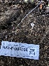 ( - HAY-F-006708)  @11 [ ] by-nc (2023) Dean Lyons Fungal Diversity Survey