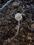  ( - HAY-F-006708)  @11 [ ] by-nc (2023) Dean Lyons Fungal Diversity Survey