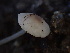  ( - HAY-F-006708)  @11 [ ] by-nc (2023) Dean Lyons Fungal Diversity Survey