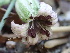  (Microbotryomycetes - HAY-F-006056)  @11 [ ] by-nc (2023) Dean Lyons Fungal Diversity Survey