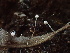  ( - HAY-F-006042)  @11 [ ] by-nc (2023) Dean Lyons Fungal Diversity Survey