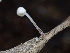  ( - HAY-F-006042)  @11 [ ] by-nc (2023) Dean Lyons Fungal Diversity Survey
