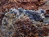  (Polyozellus sp. CA01 - HAY-F-006046)  @11 [ ] by-nc (2023) Dean Lyons Fungal Diversity Survey