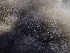  ( - HAY-F-006046)  @11 [ ] by-nc (2023) Dean Lyons Fungal Diversity Survey