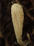  ( - HAY-F-006048)  @11 [ ] by-nc (2023) Dean Lyons Fungal Diversity Survey