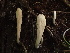  ( - HAY-F-006048)  @11 [ ] by-nc (2023) Dean Lyons Fungal Diversity Survey