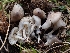  (Entoloma sp. CA56 - HAY-F-005138)  @11 [ ] by-nc (2023) Sadie Hickey Fungal Diversity Survey