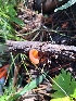  ( - HAY-F-005139)  @11 [ ] by-nc (2023) Sadie Hickey Fungal Diversity Survey