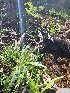  ( - HAY-F-005139)  @11 [ ] by-nc (2023) Sadie Hickey Fungal Diversity Survey