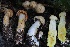  ( - HAY-F-004699)  @11 [ ] by-nc (2023) Taye Bright Fungal Diversity Survey