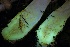  ( - HAY-F-004699)  @11 [ ] by-nc (2023) Taye Bright Fungal Diversity Survey