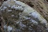  ( - HAY-F-004700)  @11 [ ] by-nc (2023) Taye Bright Fungal Diversity Survey