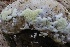 ( - HAY-F-004700)  @11 [ ] by-nc (2023) Taye Bright Fungal Diversity Survey