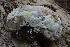  ( - HAY-F-004700)  @11 [ ] by-nc (2023) Taye Bright Fungal Diversity Survey