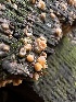  ( - HAY-F-005725)  @11 [ ] c (2023) Rudy Diaz Fungal Diversity Survey