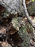  ( - HAY-F-005725)  @11 [ ] c (2023) Rudy Diaz Fungal Diversity Survey