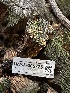  ( - HAY-F-005725)  @11 [ ] c (2023) Rudy Diaz Fungal Diversity Survey