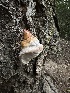  ( - HAY-F-005737)  @11 [ ] c (2023) Rudy Diaz Fungal Diversity Survey