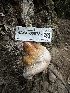  ( - HAY-F-005737)  @11 [ ] c (2023) Rudy Diaz Fungal Diversity Survey
