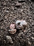  (Rhizopogon sp. CA01 - HAY-F-005739)  @11 [ ] c (2023) Rudy Diaz Fungal Diversity Survey