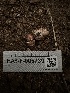  ( - HAY-F-005739)  @11 [ ] c (2023) Rudy Diaz Fungal Diversity Survey