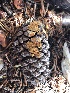  ( - HAY-F-006713)  @11 [ ] by-nc (2023) Dean Lyons Fungal Diversity Survey