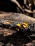  ( - HAY-F-006712)  @11 [ ] by-nc (2023) Dean Lyons Fungal Diversity Survey