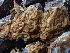  ( - HAY-F-006713)  @11 [ ] by-nc (2023) Dean Lyons Fungal Diversity Survey